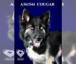 Small German Shepherd Dog Mix