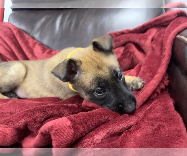 Medium Photo #121 Belgian Malinois Puppy For Sale in REESEVILLE, WI, USA