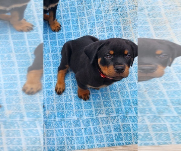 Medium Photo #5 Rottweiler Puppy For Sale in DES MOINES, IA, USA