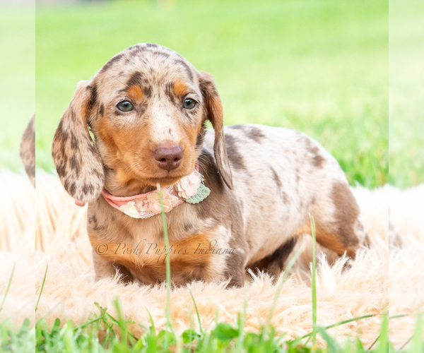 Medium Photo #4 Dachshund Puppy For Sale in WARSAW, IN, USA