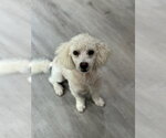 Small #3 Poodle (Miniature)