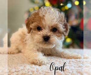 Cavapoo Puppy for sale in ADDISON, IL, USA