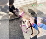 Small #3 American Pit Bull Terrier Mix