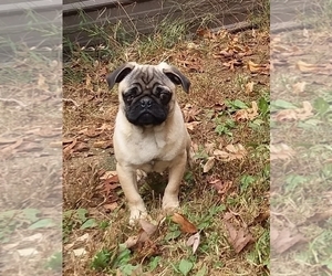 Pug Puppy for sale in ROCKY MOUNT, VA, USA