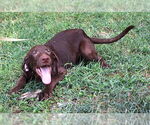 Small #1 Labrador Retriever Mix
