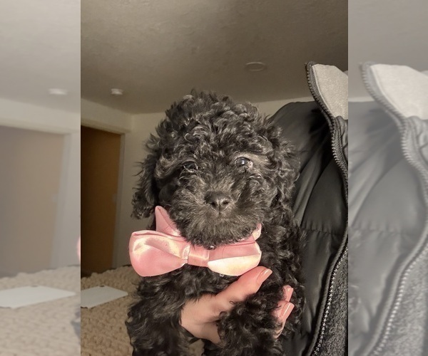 Medium Photo #8 ShihPoo Puppy For Sale in SALEM, OR, USA
