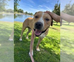 Mutt Dogs for adoption in Bakersfield, CA, USA