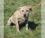 Small #3 American Staffordshire Terrier-Mastiff Mix