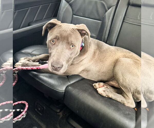 Medium Photo #10 Labrador Retriever-Staffordshire Bull Terrier Mix Puppy For Sale in San Juan Capistrano, CA, USA