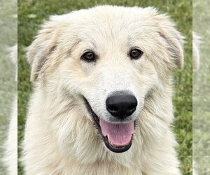 Great Pyrenees-Unknown Mix Dogs for adoption in Jefferson, WI, USA
