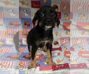Rottweiler-Unknown Mix Dogs for adoption in HESPERIA, CA, USA