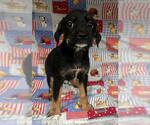Small Rottweiler Mix