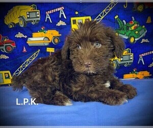 Schnauzer (Miniature) Puppy for sale in WINNSBORO, LA, USA