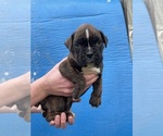 Small Photo #19 Boxer Puppy For Sale in LINTON, IN, USA