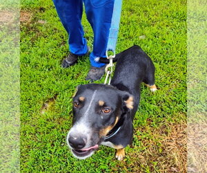 Bella Carol - Female German Shepherd Dog-Unknown Mix Dog for Adoption - Photo #2