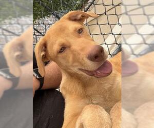 Labrador Retriever-Unknown Mix Dogs for adoption in Tulsa, OK, USA