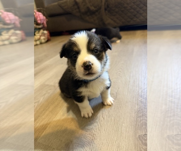 Medium Photo #2 Pembroke Welsh Corgi Puppy For Sale in INDEPENDENCE, MO, USA