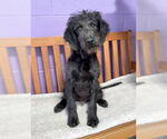 Small #1 Labrador Retriever Mix