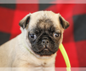 Jug-Pug Mix Puppy for sale in LIBERTY, KY, USA