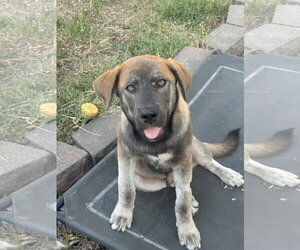 Willie Nelson - Male Siberian Husky-Unknown Mix Dog for Adoption - Photo #4
