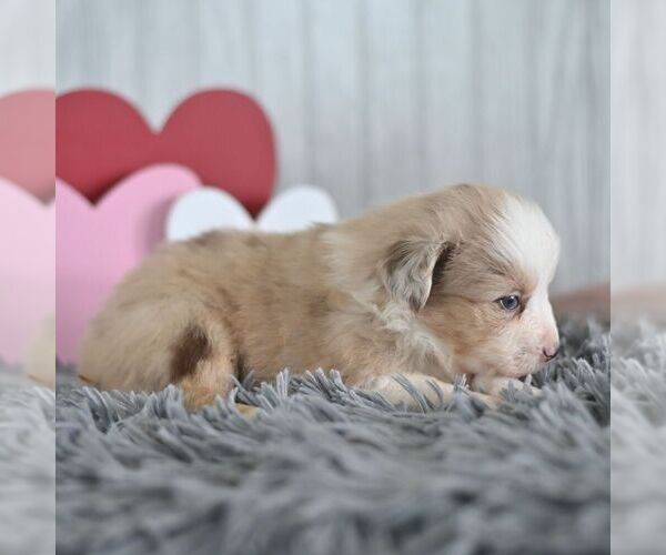Medium Photo #4 Miniature Australian Shepherd Puppy For Sale in REBERSBURG, PA, USA