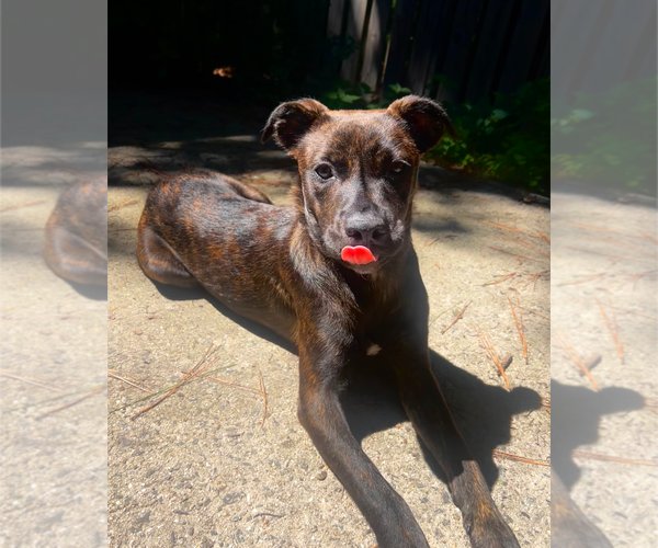 Medium Photo #6 Mutt Puppy For Sale in Holly Springs, NC, USA