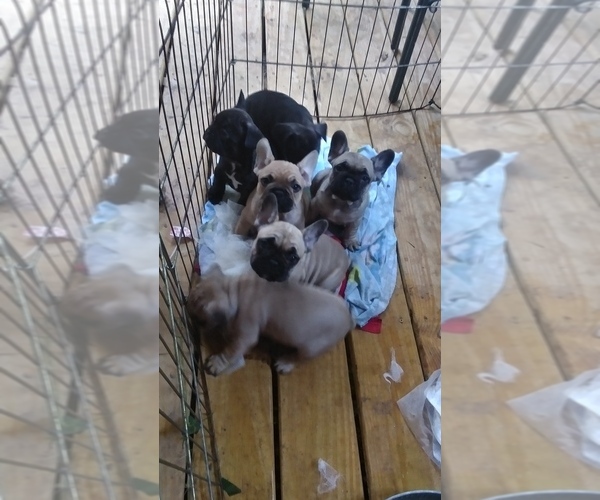 Medium Photo #2 French Bulldog Puppy For Sale in NEW WAVERLY, TX, USA