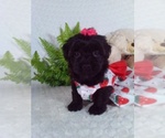 Small #2 YorkiePoo