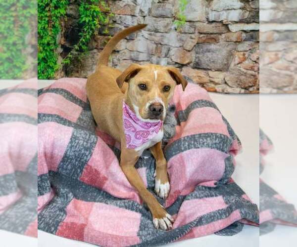 Medium Photo #3 Labrador Retriever-Unknown Mix Puppy For Sale in Kennesaw, GA, USA