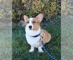 Small Photo #1 Cardigan Welsh Corgi Puppy For Sale in LIVERMORE, CO, USA