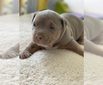 Small Photo #11 American Pit Bull Terrier Puppy For Sale in PALM BCH GDNS, FL, USA