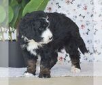 Small #3 Bernedoodle (Miniature)