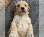 Puppy 7 Cock-A-Poo-Goldendoodle Mix