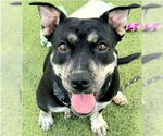 Small #3 Staffordshire Bull Terrier Mix