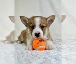 Small #1 Miniature Australian Shepherd-Pomsky Mix