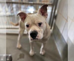 Boxer-Unknown Mix Dogs for adoption in San Antonio, TX, USA