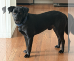 Small #1 Retriever  Mix