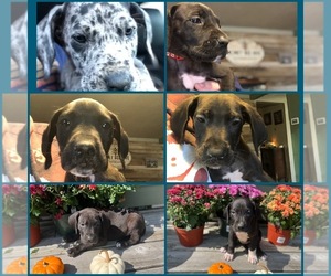 Great Dane Puppy for sale in W WINDSOR, NY, USA
