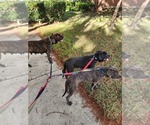 Puppy 1 Cane Corso-Mastiff Mix