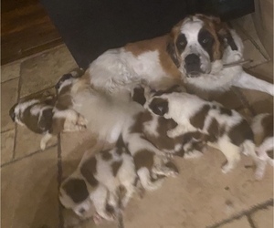 Mother of the Saint Bernard puppies born on 10/02/2022