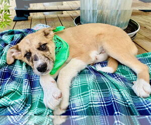 Australian Shepherd-Black Mouth Cur Mix Dogs for adoption in Okolona, MS, USA