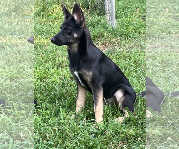 Medium Photo #3 German Shepherd Dog-Unknown Mix Puppy For Sale in Centreville, VA, USA