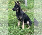 Small #2 German Shepherd Dog Mix