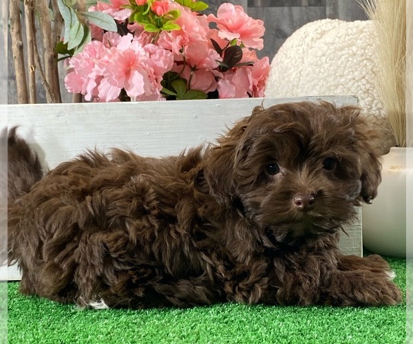 Medium Photo #4 Havanese Puppy For Sale in CANOGA, NY, USA