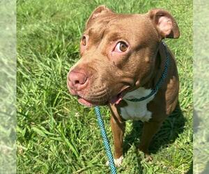 American Pit Bull Terrier Dogs for adoption in Charlotte, NC, USA