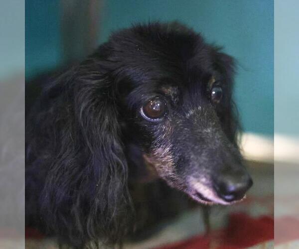 Medium Photo #1 Dachshund Puppy For Sale in San Antonio, TX, USA