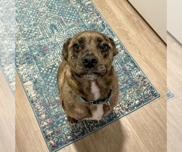 Medium Photo #4 Mutt Puppy For Sale in Minneapolis, MN, USA