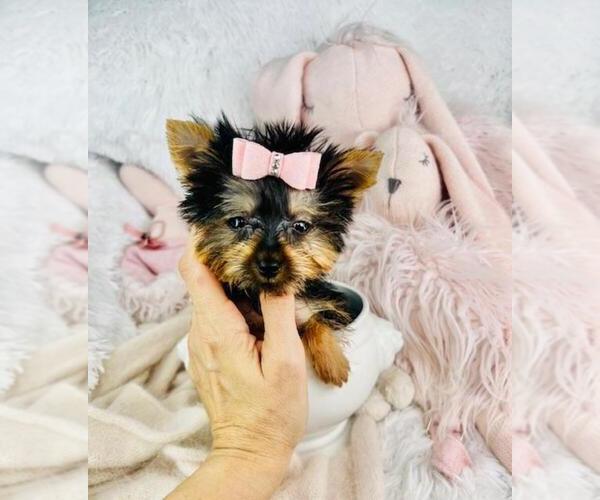 Medium Photo #17 Yorkshire Terrier Puppy For Sale in HOUSTON, TX, USA
