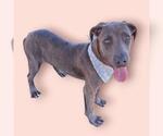 Small Mutt