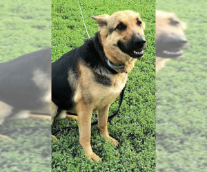 Molly - Female German Shepherd Dog Dog for Adoption - Photo #7